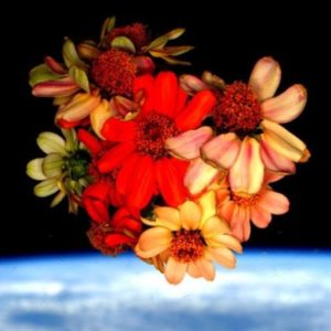Picture of The Basics of Plants in Space