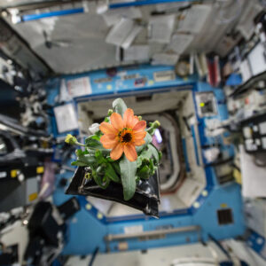 Picture of Plants Grown in Space